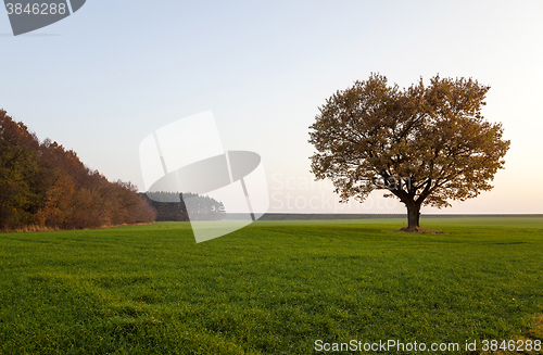 Image of Oak autumn ,  field