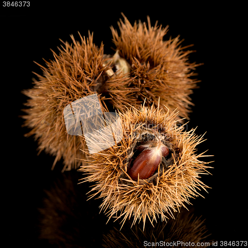 Image of Chestnuts on a black reflective background