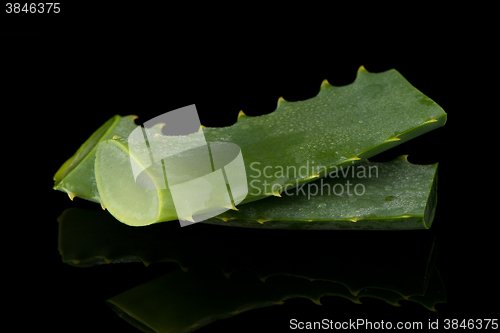 Image of Sliced aloe leaf