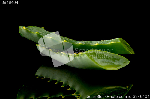 Image of Sliced aloe leaf