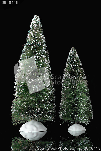 Image of Miniature pine trees