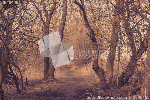 Image of Spooky trail in a forest