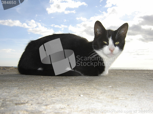 Image of Cat with clouds
