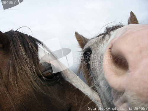 Image of Horseplay