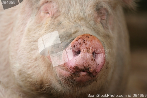 Image of Snout of a Pig