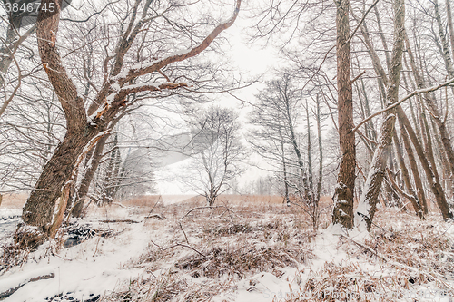 Image of Forest at wintertime with snow