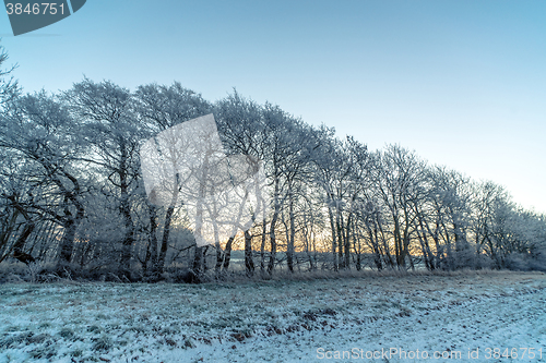 Image of Trees on a frosty morning