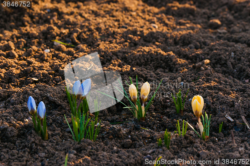 Image of Crocus flowers in the soil