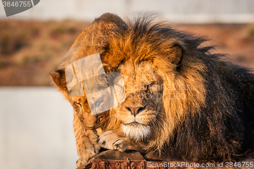 Image of Lions resting in the sun