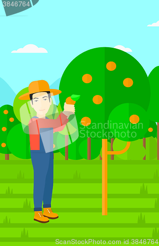 Image of Farmer collecting oranges.