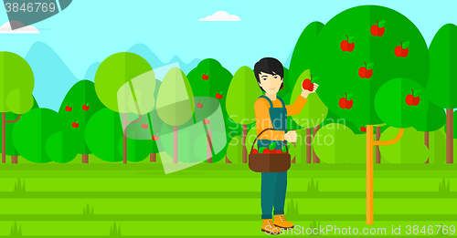 Image of Farmer collecting apples.