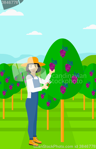 Image of Farmer collecting grapes.