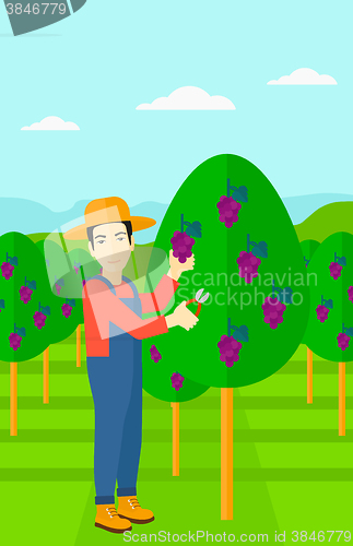 Image of Farmer collecting grapes.