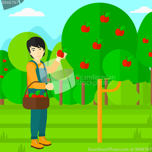 Image of Farmer collecting apples.