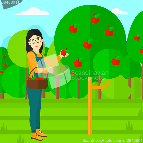 Image of Farmer collecting apples.