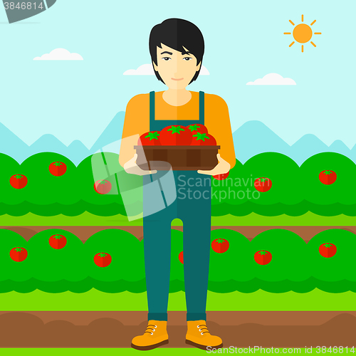 Image of Farmer collecting tomatos.