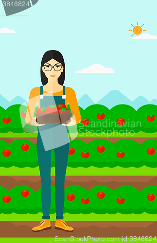 Image of Farmer collecting tomatos.