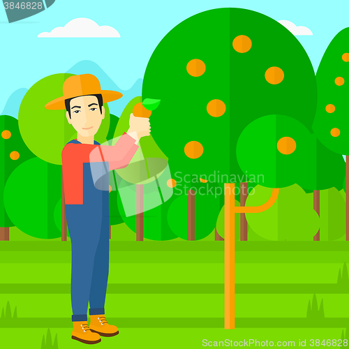 Image of Farmer collecting oranges.