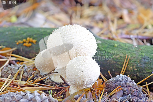 Image of Puffball