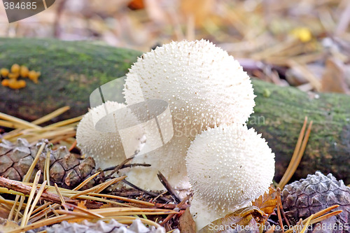 Image of Puffballs