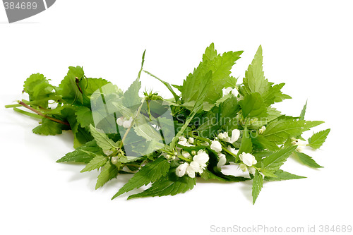 Image of Stinging Nettle