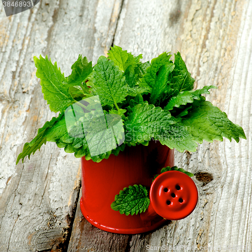 Image of Fresh Lemon Balm