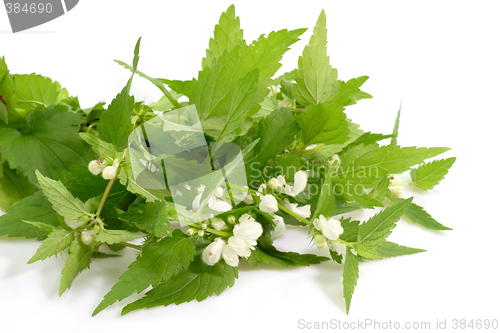 Image of Stinging Nettles