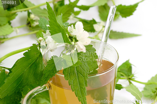 Image of Tea of stinging nettle