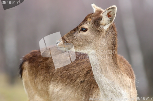 Image of fallow deer calf close-up