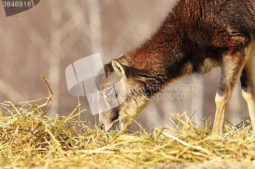 Image of mouflon calf eating hay