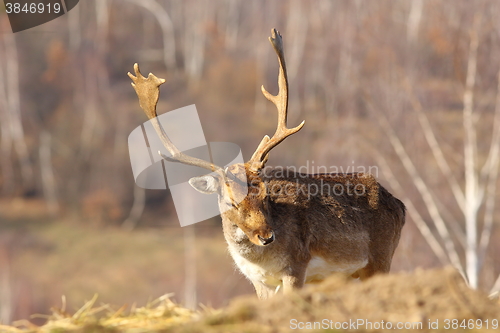 Image of fallow deer buck 