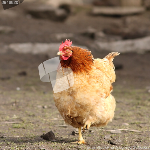 Image of hen sitting alone