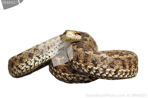 Image of female european viper over white background