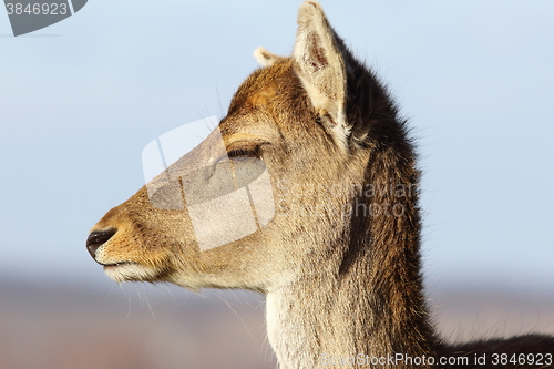 Image of closeup of fallow deer doe head