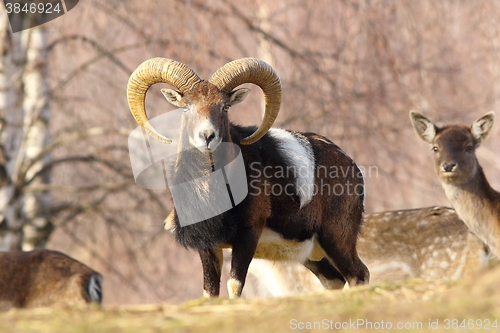 Image of beautiful mouflon ram