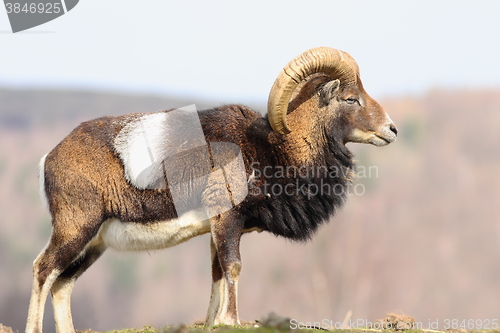 Image of beautiful majestic mouflon ram