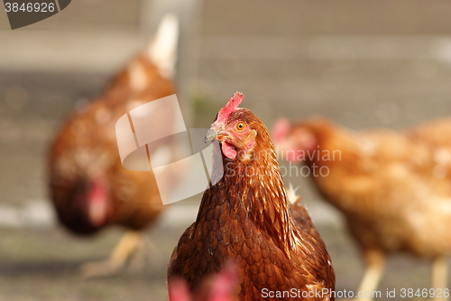 Image of hen looking at the camera in farm yard