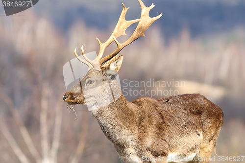 Image of close up of fallow deer stag in a clearing