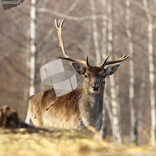 Image of fallow deer buck with broken antler