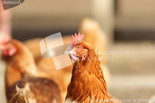 Image of portrait of brown hen in farm yard