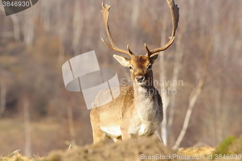 Image of beautiful majestic fallow deer stag