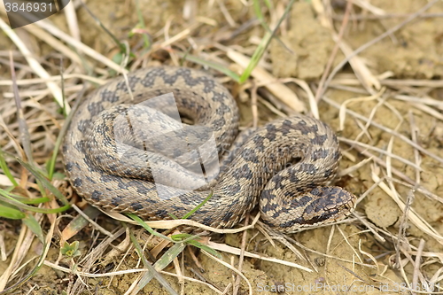 Image of vipera ursinii rakosiensis in natural habitat