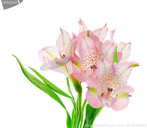 Image of Beautiful Pink Alstroemeria