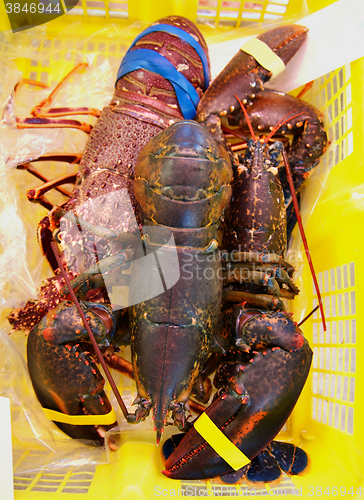 Image of Lobsters in Shopping Basket