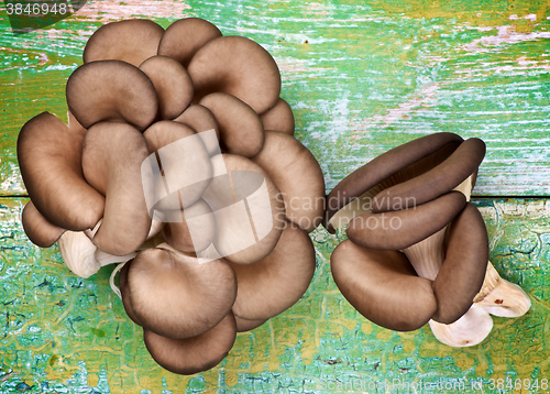 Image of Raw Oyster Mushrooms