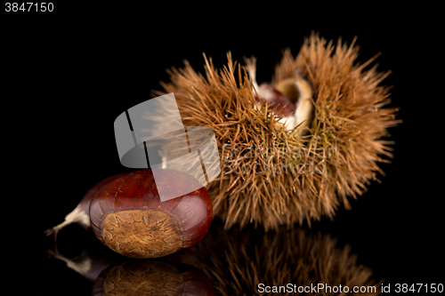 Image of Chestnuts on a black reflective background