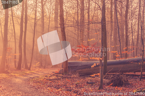 Image of Fallen tree in a misty sunrise