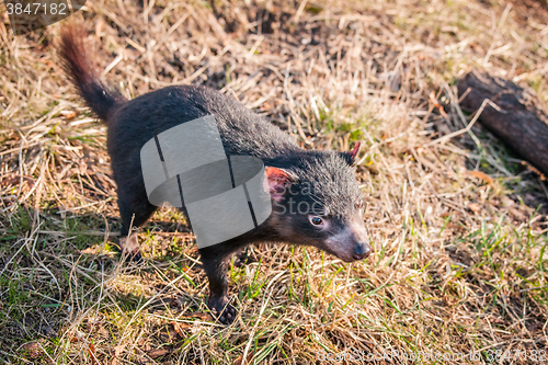 Image of Tasmanian devil looking for food
