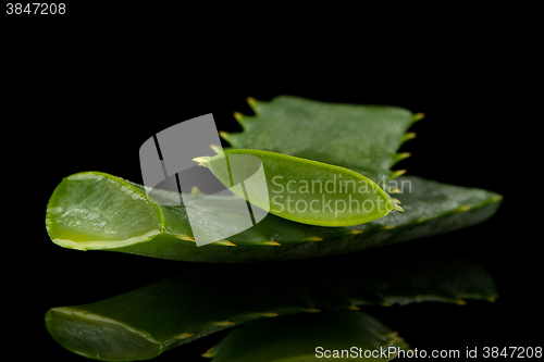 Image of Sliced aloe leaf