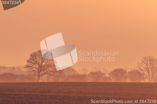 Image of Tree silhouettes in the morning sunrise